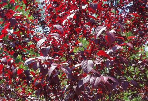 Vue rapprochée du feuillage pourpre et des fleurs roses du Prunus Pissardii