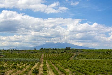 Paysage typique d'une plantation de citronniers en Sicile avec l'Etna en arrière-plan