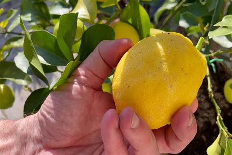 Illustration des méthodes de récolte manuelle des citrons avec des ciseaux de paume