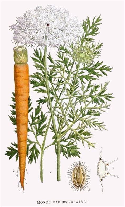 illustration botanique de la carotte Daucus carota avec ses feuilles découpées et sa racine