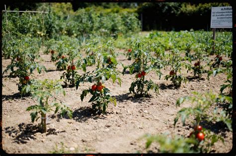 Schéma illustrant le développement d'un pied de tomate et la nécessité d'un support vertical pour éviter la casse sous le poids des fruits