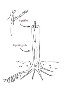 Comparaison visuelle entre un porte-greffe nanifiant et un porte-greffe vigoureux