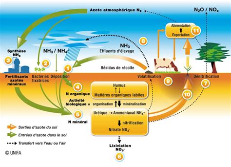 Diagramme représentant le cycle de l'azote et du carbone après l'apport de fumier de cheval