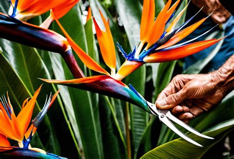 Une fleur épanouie de Strelitzia reginae montrant ses sépales orange vif et ses pétales bleus