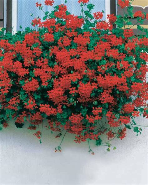 Jardinière fleurie de pélargoniums lierres en cascade