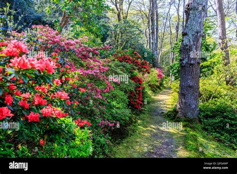 Azalées en pleine floraison aux côtés de rhododendrons