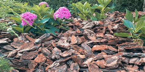 Paillage d'écorces de pin autour d'un rhododendron