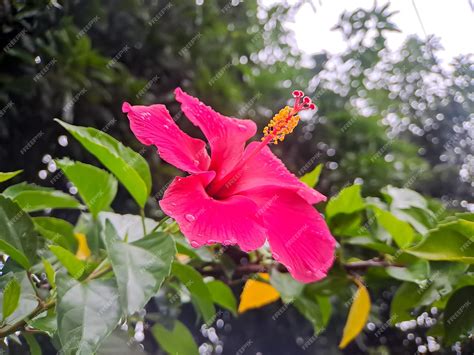 fleurs vibrantes d'hibiscus dans un jardin ensoleillé