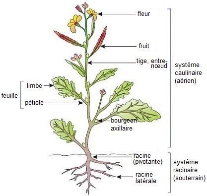 Schéma illustrant la morphologie générale d'une plante de la famille des Chénopodiacées avec ses feuilles alternes et ses fleurs discrètes
