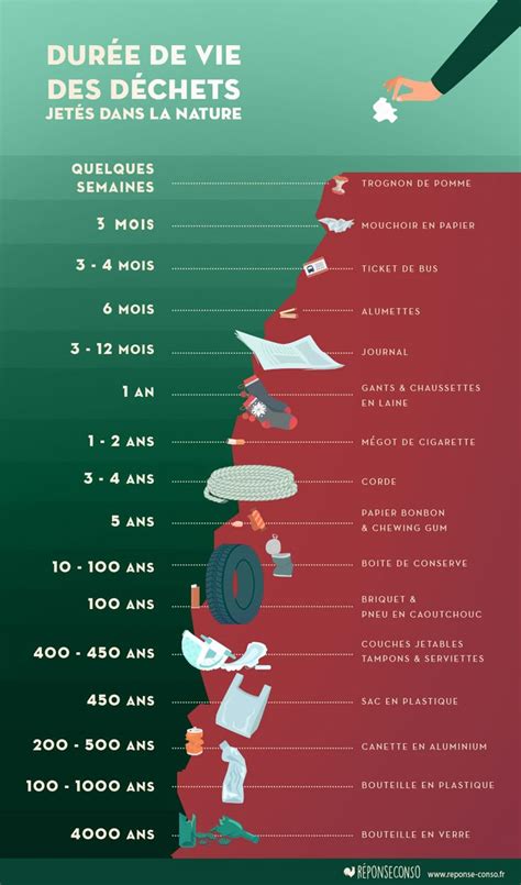 infographie sur la durée de vie moyenne des différents arbres fruitiers