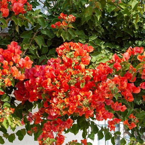 Bougainvillier rouge et orange sur une pergola