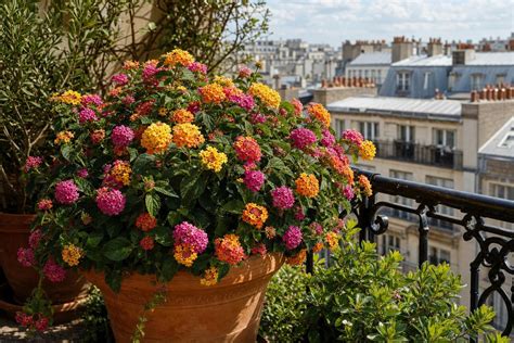 Lantana en fleurs sur une terrasse ensoleillée
