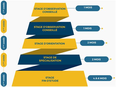 Infographie comparant les différents types de stages et les responsabilités associées