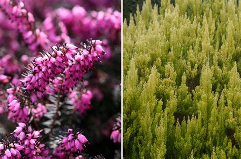 Bruyère en fleurs sous un léger givre hivernal