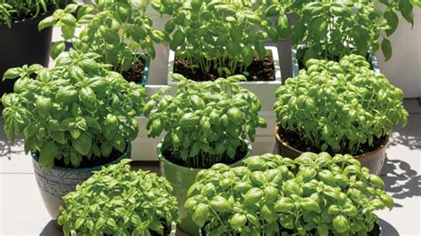 basilic en pot sur un rebord de fenêtre