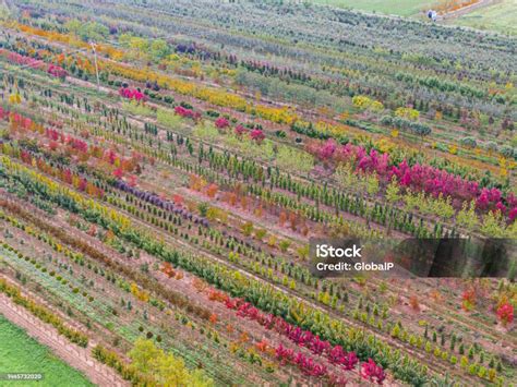 Vue aérienne d'une pépinière arboricole traditionnelle avec des rangées d'arbres fruitiers en pot