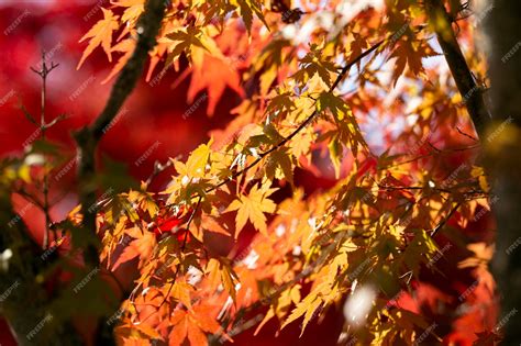 Photographie comparative des feuilles d'un érable japonais et d'un Ficus ginseng