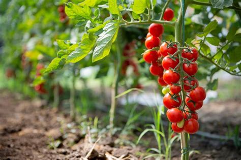 Plantation de tomates cerises dans un jardin ensoleillé