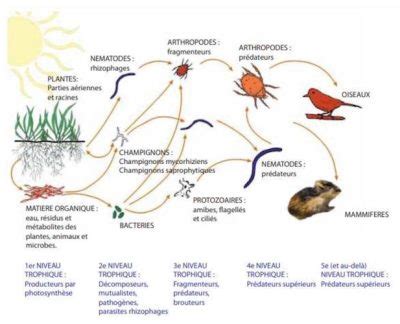 Schéma illustrant le réseau trophique du sol et l'importance de la matière organique
