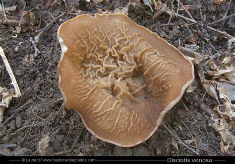 Schéma illustrant la morphologie de la Pézize veinée (Disciotis venosa) avec ses veines caractéristiques