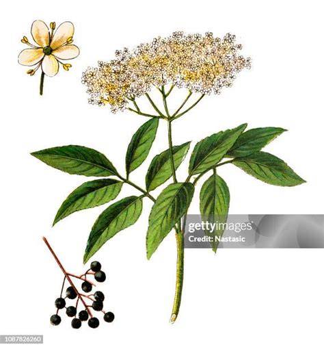 Illustration d'un sureau noir en plein été avec ses grappes de baies
