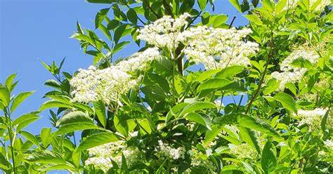 Schéma explicatif des propriétés diaphorétiques de la fleur de sureau