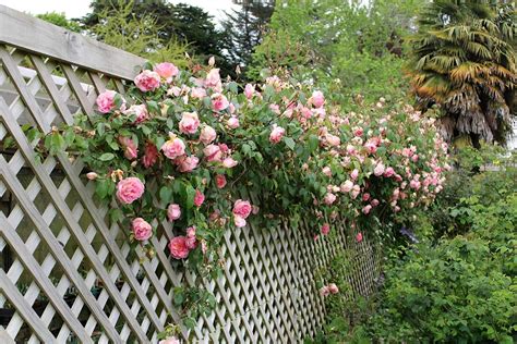 Rosier grimpant palissé sur un treillis