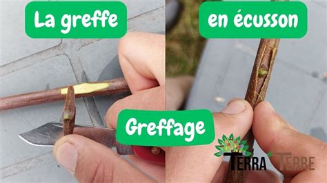Détail photographique d'une greffe en T récemment ligaturée sur un jeune citronnier