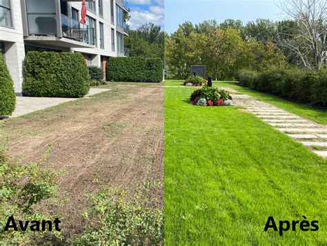 Comparaison d'une pelouse avant et après terreautage