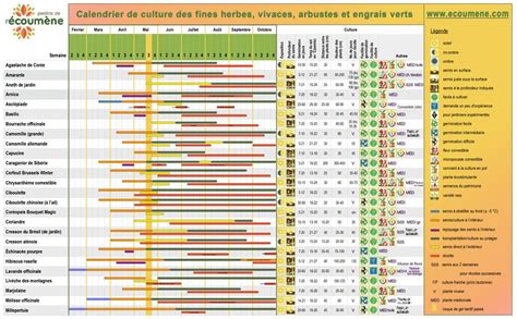 Calendrier de culture des épinards montrant les périodes de semis et de récolte