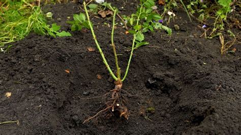 Photographie montrant une jauge de racines nues avec des plants protégés par de la terre.