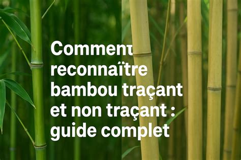Diagramme comparatif montrant la différence entre un bambou traçant et un bambou cespiteux pour le choix de plantation.