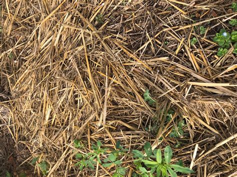 schéma explicatif du paillage organique avec de la paille