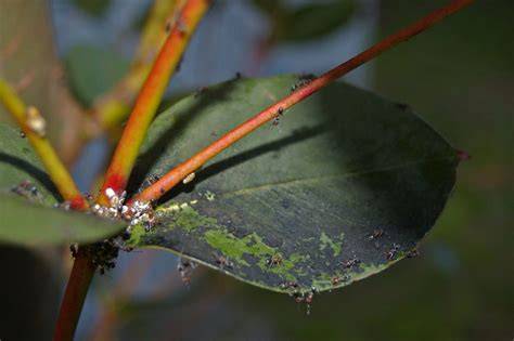 Schéma montrant l'action de la fumagine sur une feuille