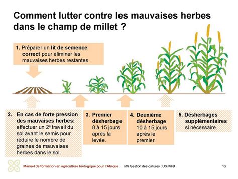 Infographie comparant les différentes méthodes de prévention contre les mauvaises herbes