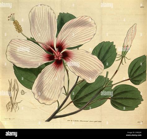 Illustration botanique détaillée d'un Hibiscus sabdariffa en pleine floraison avec ses fleurs jaunes caractéristiques
