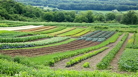 Champ de biodiversité cultivée avec différentes variétés potagères