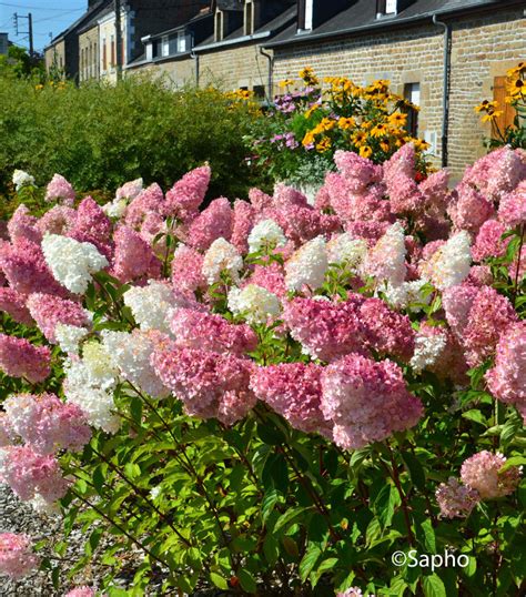 Photographie rapprochée d'une inflorescence d'Hydrangea 'Vanille Fraise' montrant le dégradé du blanc crème vers le rose framboise