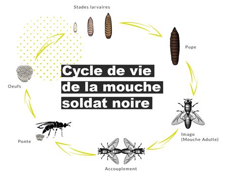 Schéma illustrant le cycle de vie complet de la mouche, de l'œuf au stade adulte, mettant en évidence les phases de développement larvaire.