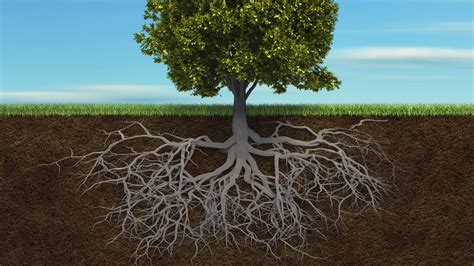 Schéma des racines peu profondes d'un pêcher