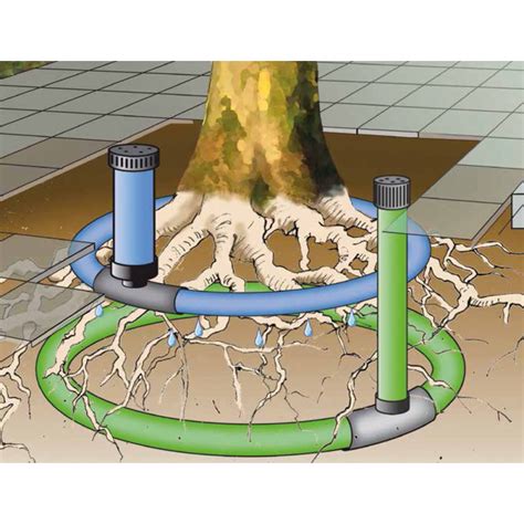 Illustration d'un arrosage profond au pied d'un arbre