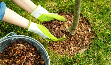 Schéma des avantages du paillage pour les arbres fruitiers