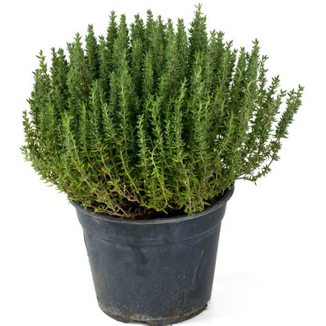 Plant de thym en pot sur un rebord de fenêtre ensoleillé