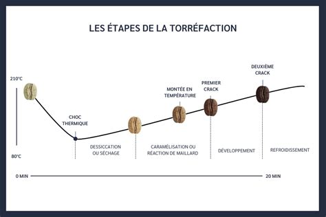 Diagramme comparatif des profils de torréfaction du café