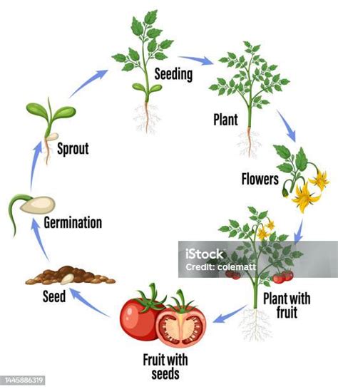 Diagramme du cycle de vie du plant, du greffage à la livraison