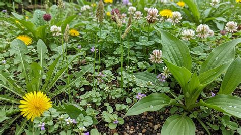 jardin propre et naturel sans produits chimiques