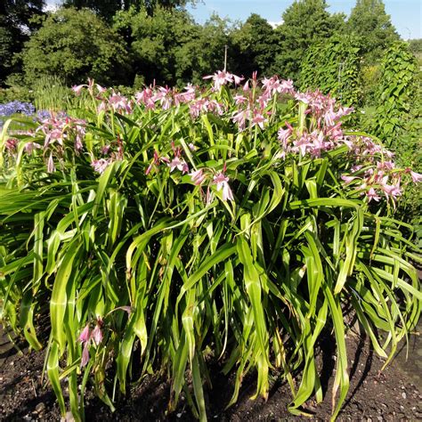 Photo d'un massif de Crinum x powellii en pleine floraison estivale