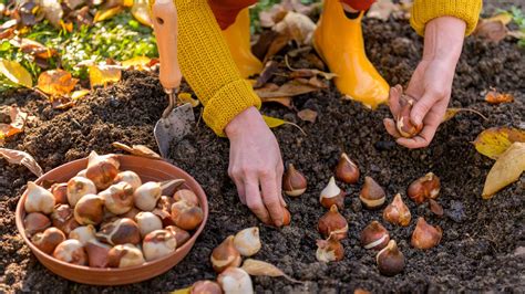 Illustration montrant la plantation naturelle de petits bulbes type perce-neige sous un arbre