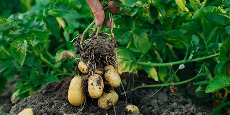 Infographie sur les maladies courantes de la pomme de terre et les méthodes de prévention biologique