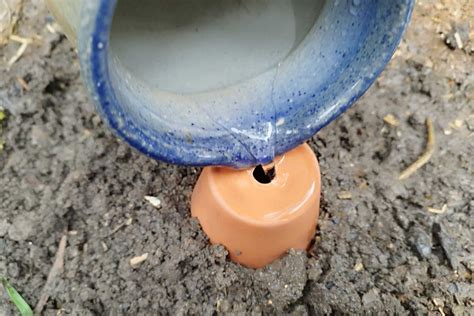 Illustration montrant la technique du pot en terre cuite enterré pour l'irrigation lente (oyat)